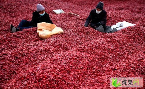 河南干辣椒市场价格走势及指南