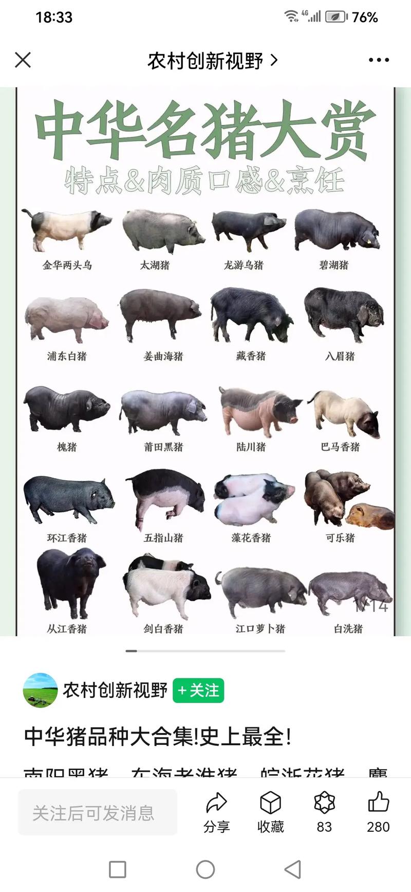 揭秘最新猪叫声，背景、事件、影响与时代地位探索