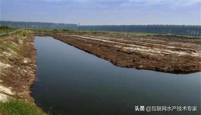 巴豆最新单价，植物市场新动态闪耀揭秘