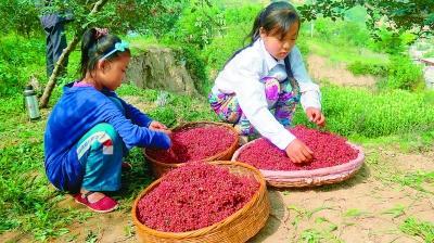 最新花椒产地价格走势分析