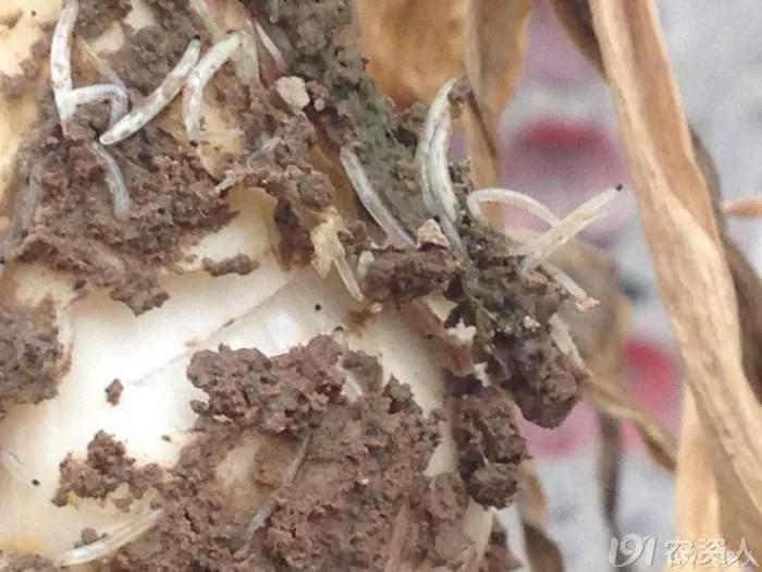治韭蛆最新特效药，告别韭菜烦恼的新希望🌱🌟